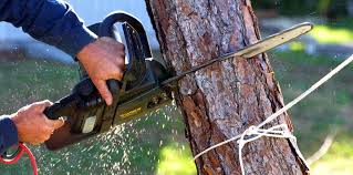 Professional Tree Services in Bethel Island, CA
