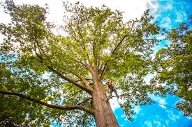 How Our Tree Care Process Works  in  Bethel Island, CA