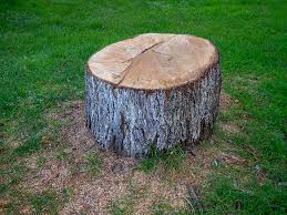 Best Hazardous Tree Removal  in Bethel Island, CA