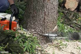 Best Tree Mulching  in Bethel Island, CA