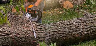  Bethel Island, CA Tree Services Pros