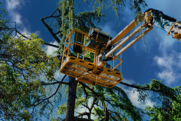 Best Firewood Processing and Delivery  in Bethel Island, CA