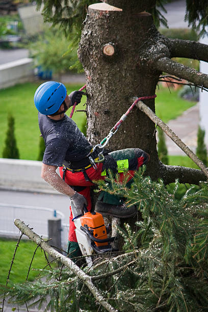 Best Tree and Shrub Care  in Bethel Island, CA