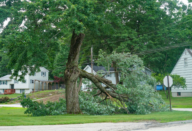 Best Emergency Tree Removal  in Bethel Island, CA