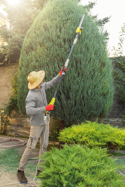Best Lawn Renovation and Restoration  in Bethel Island, CA